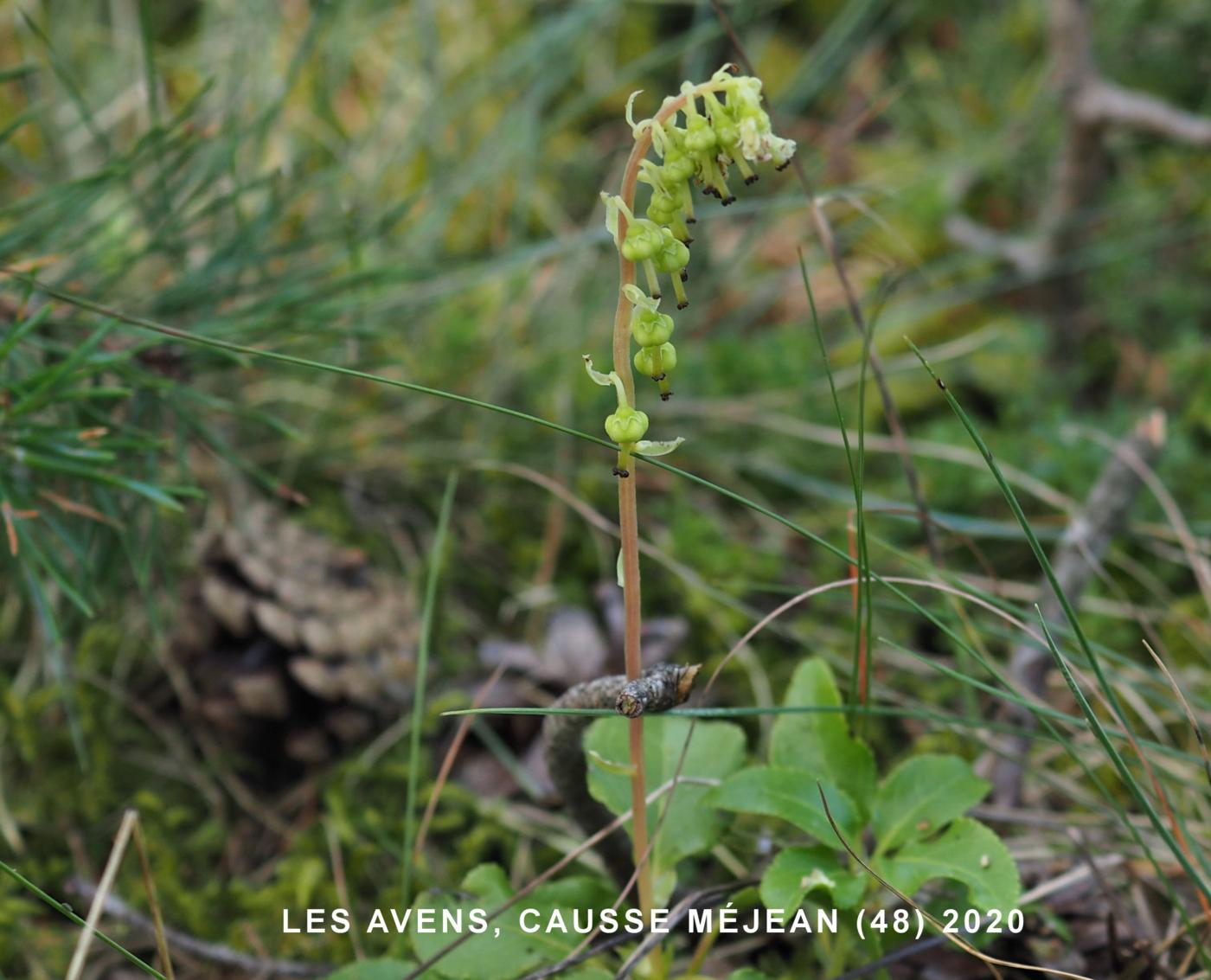 Wintergreen, Nodding fruit